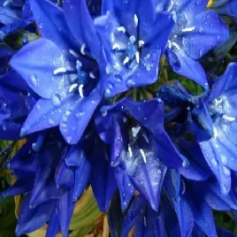 brodiaea-queen-fabiola-hiacynt-kalifornijski-10-szt-cebulki-kwiatowe