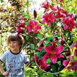 lilia-drzewiasta-purple-prince-1-szt-lilie-cebule-lilii-cebulki-pachnaca