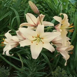 lilia-azjatycka-pearl-frances-1-szt-lilie-cebule-lilii-cebulki