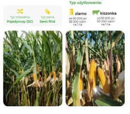 nasiona-kukurydzy-kukurydza-obanga-fao-230-z-k