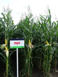 nasiona-kukurydzy-kukurydza-piaff-fao-280-z