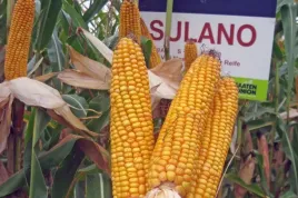 nasiona-kukurydzy-kukurydza-sulano-fao-210-220-z-k