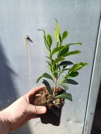 laurowisnia-caucasica-sadzonki-20-40cm-doniczka-p9
