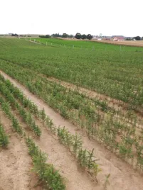 swierk-srebrny-pospolity-3lat-na-plantacje-25sztuk