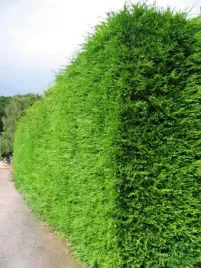 thuja-tuja-brabant-60-80cm-super-gesty-zywoplot