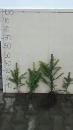 swierk-serbski-picea-omorika-20-40-cm-na-plantacje
