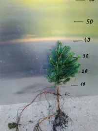 swierk-srebrny-pospolity-4lat-25-40cm-na-plantacje