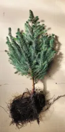 swierk-serbski-srebrny-kolor-igiel-picea-omorika-40-70-cm-na-plantacje