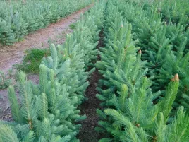 swierk-srebrny-pospolity-3latna-plantacje-sadzonki