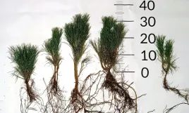 sosna-gorska-kosodrzewina-pinus-mugo-20-40cm-3lat