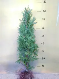 thuja-tuja-brabant-60-80cm-super-zywoplot-100sztuk