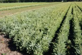 swierk-srebrny-pospolity-4lat-na-plantacje-100szt