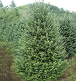 jodla-frasera-25-50cm-4lat-sadzonki-na-plantacje