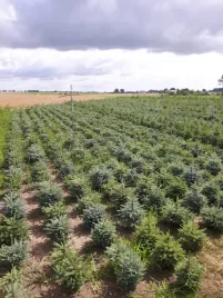 swierk-srebrny-pospolity-3latna-plantacje-sadzonki