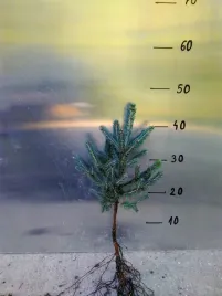 swierk-srebrny-pospolity-4lat-30-50cm-na-plantacje