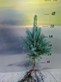 swierk-srebrny-pospolity-5lat-30-60cm-na-plantacje-pakiet-25-sztuk