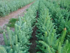 swierk-srebrny-pospolity-3lat-na-plantacje-50sztuk