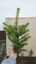 swierk-serbski-picea-omorika-30-50-cm-na-plantacje