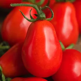 pomidor-drobnoowocowy-red-pear-gruszkowaty-nasiona-pomidorow-pomidory