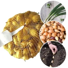 cebula-dymka-efekt-wiosenna-cebulka-do-sadzenia-polska-zdrowa-odmiana-500g