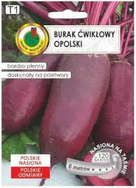 burak-cwiklowy-opolski-cylindryczny-na-tasmie-6m-wysoka-plennosc