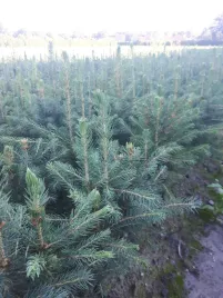 swierk-srebrny-3lat-na-plantacje-sadzonki-100sztuk