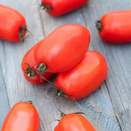 pomidor-gruntowy-karlowy-rio-grande-nasiona-warzyw-wysoka-plenny