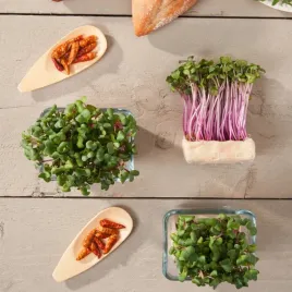 zestaw-microgreens-mix-nasiona-do-kielkowania-szybki-wzrost-witaminy