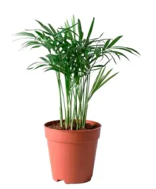 palma-salonowa-roslina-doniczkowa-20-cm-ikea