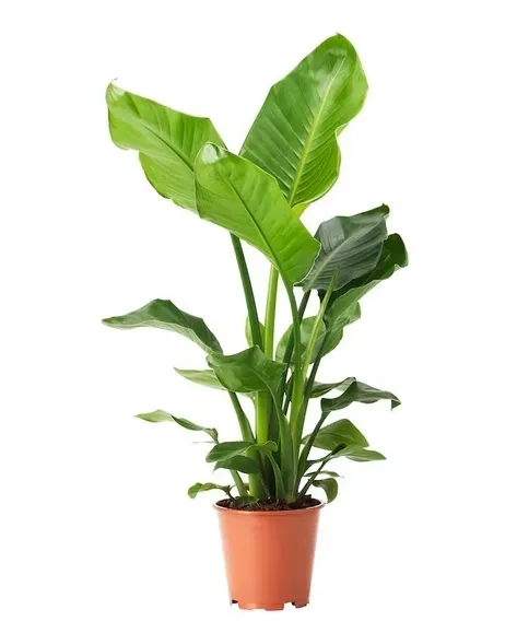 IKEA STRELITZIA Rolina doniczkowa, Rajski ptak, 19 cm  226973834 - ERLI.pl