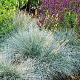 vilmorin-nasiona-kostrzewa-szara-trawa-ozdobna-sina-varna-niebieska-trawa