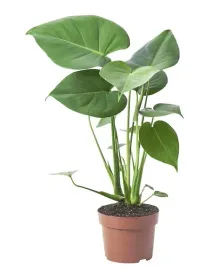 ikea-monstera-deliciosa-roslina-doniczkowa-monstera-dziurawa-12-cm
