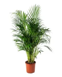 dypsis-lutescens-roslina-doniczkowa-palma-areka-24-cm