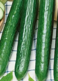 vilmorin-ogorek-szklarniowy-saladin-gladki-f1-kanapkowy-pod-oslony-smukly