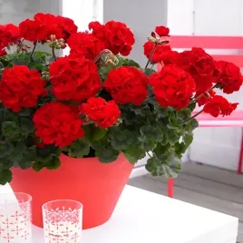 pelargonia-rabatowa-czerwona-f2-pelargonium-zonale-12-nasion-balkony