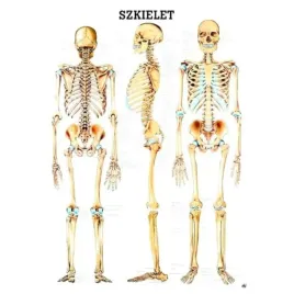 tablica-anatomiczna-laminowana-szkielet-czlowieka