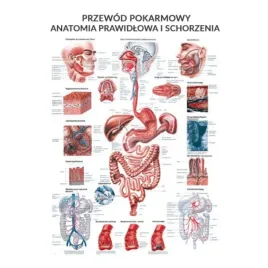 anatomia-tablica-przewod-pokarmowy-laminowana-pl