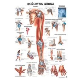 tablica-anatomiczna-laminowana-konczyna-gorna
