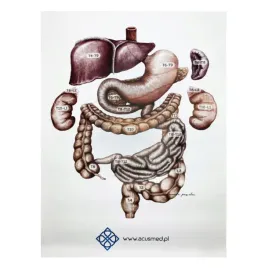 tablica-anatomiczna-uklad-trzewny-anatomia-plakat