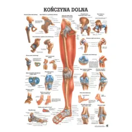 anatomia-tablica-laminowana-konczyna-dolna-pl
