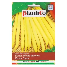 fasola-szparagowa-zlota-saxa-zolta-nasiona-plenna-bez-wlokien