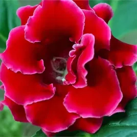gloxinia-gloksynia-etoile-de-feu-1-szt-czerwona-bulwa-cebulka-pieknosc