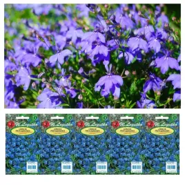 nasiona-lobelia-przyladkowa-stroiczka-niebieska-x5