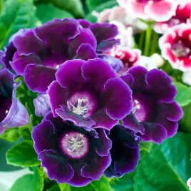 gloxinia-gloksynia-prince-albert-1-szt-niebieska-bulwa-cebulka-pieknosc