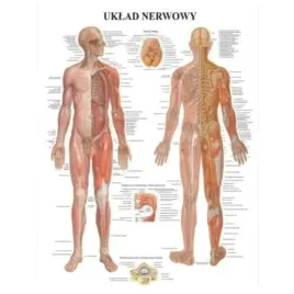 tablica-anatomiczna-uklad-nerwowy-profesjonalna-85x60cm