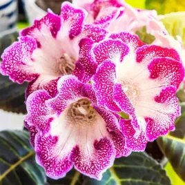 gloxinia-gloksynia-tigrinia-red-1-szt-bialo-fioletowa-bulwa-cebulka