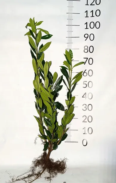 Laurowiśnia CAUCASICA sadzonki 70-100CM Żywopłot