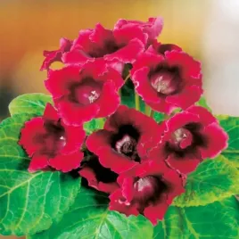 gloxinia-gloksynia-kaiser-fredrich1-szt-czerwona-bulwa-cebulka-pieknosc