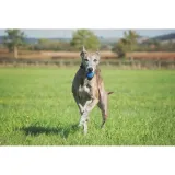 chuckit-ultra-squeaker-ball-s-small-dla-psa-kod-producenta-029695520709