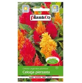 celozja-pierzata-nasioma-mix-odmian-kolorow-plantico